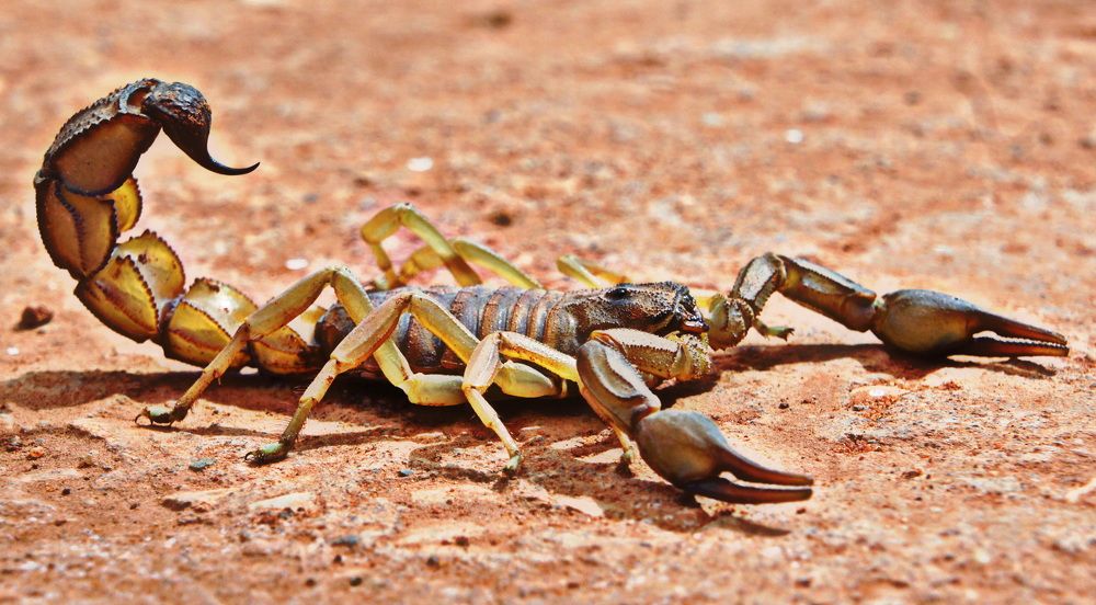 killer scorpion