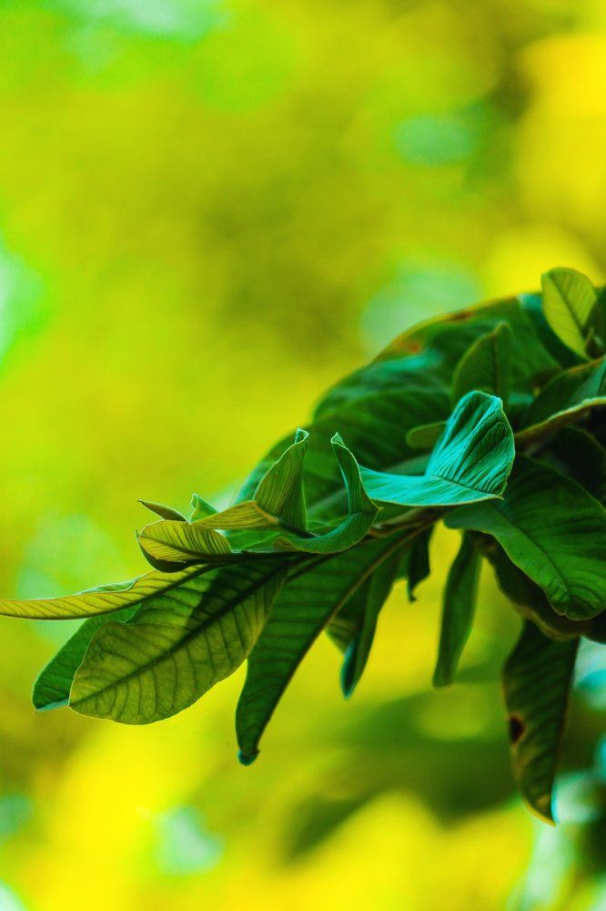 Photograph by Artist abilash