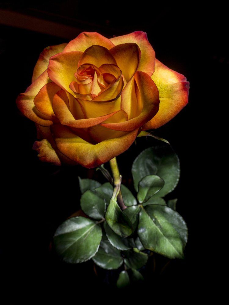 Сияя светом изнутри...