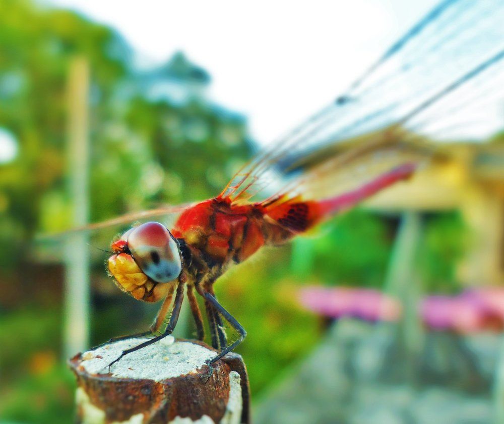 Landing