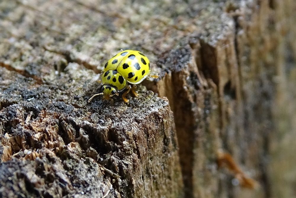 yellow ladybird