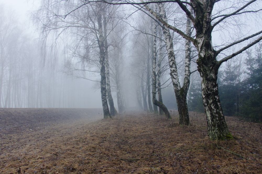 Придорожные