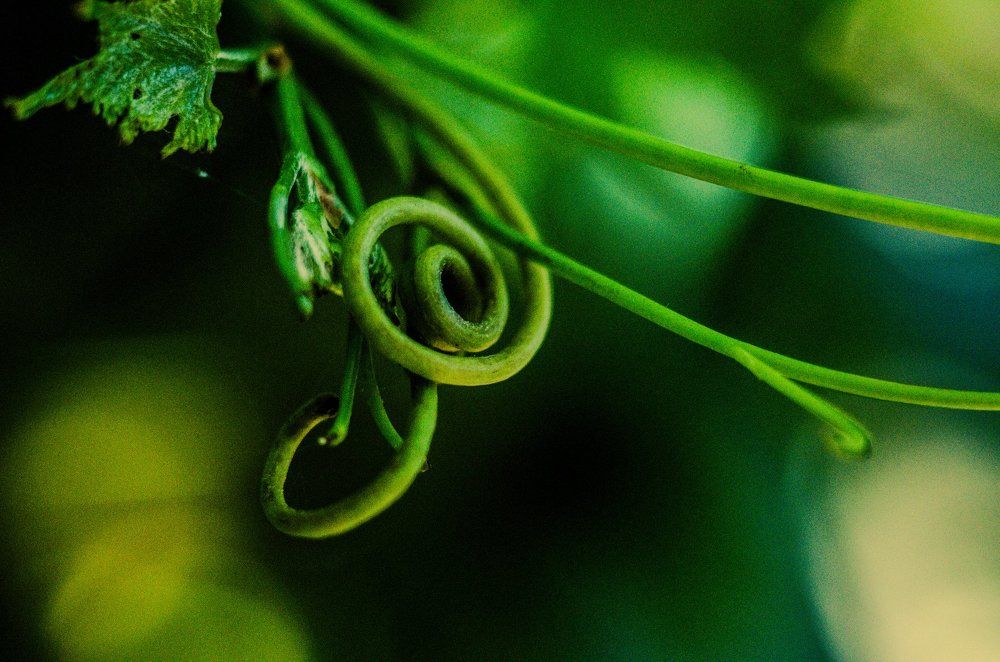 Усики винограда