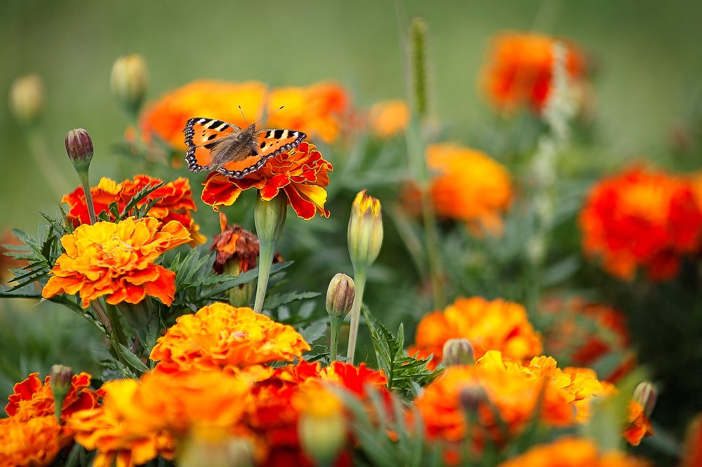 Маскировка