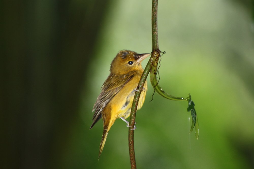 just a bird in Costa Rica