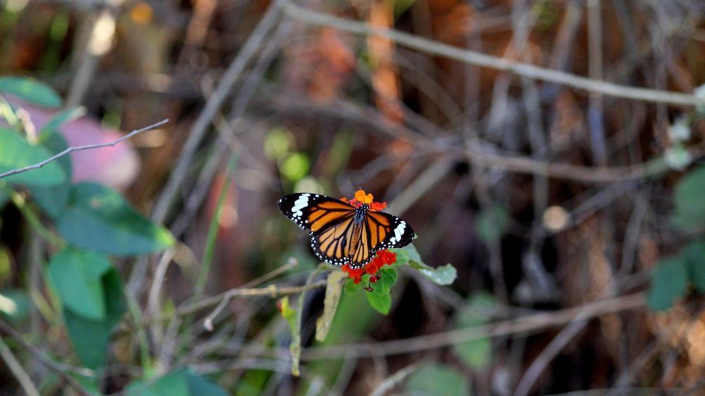 Plain Tiger butterfly in dharampur