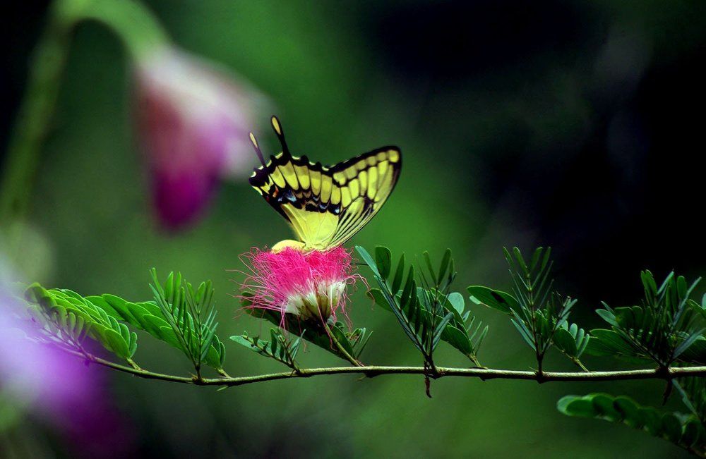 butterfly in our garden / costa rica