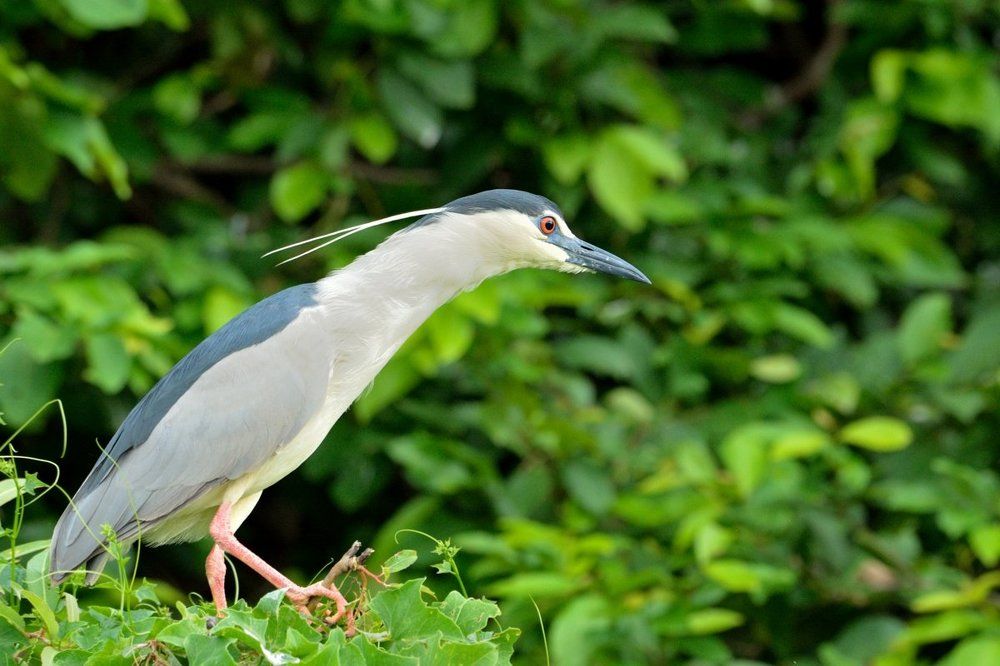 Black crowned night heron