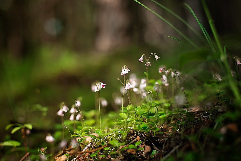 Маленький мир