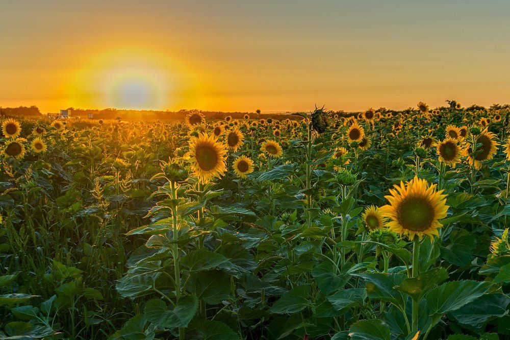 Подсолнухи.