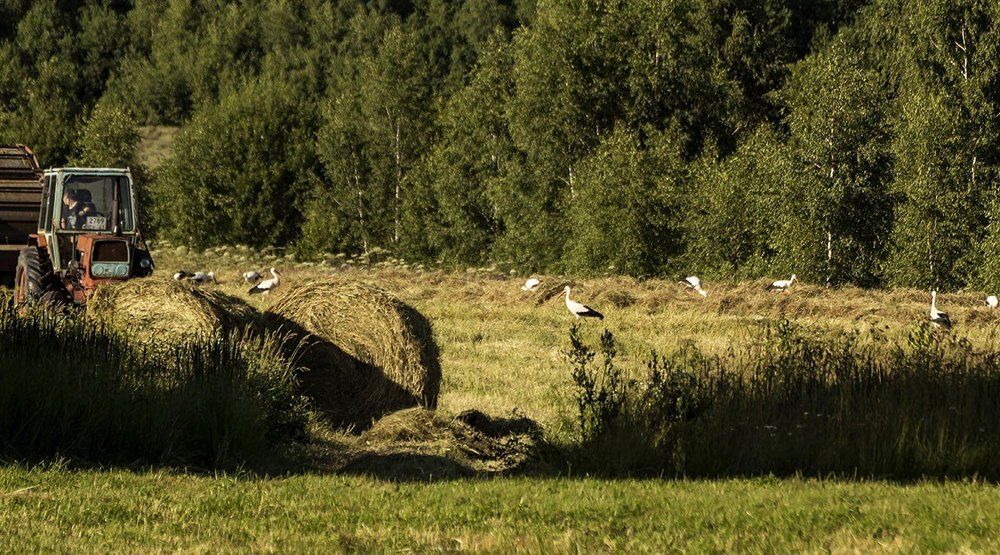 Поле аистов