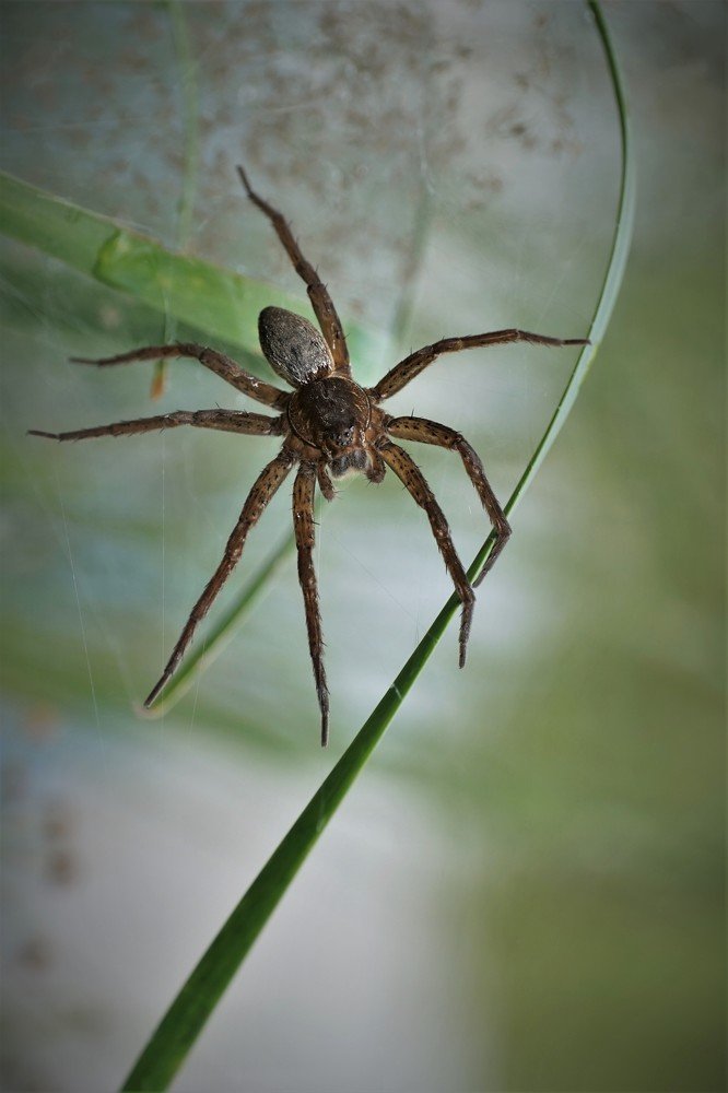 Паук / spider