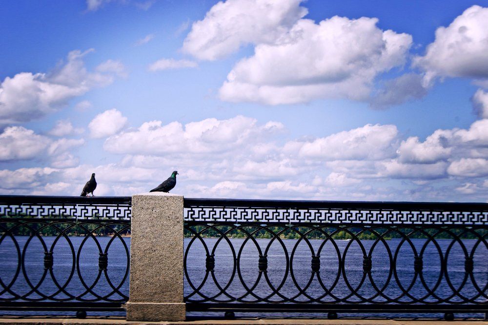 Просто голуби