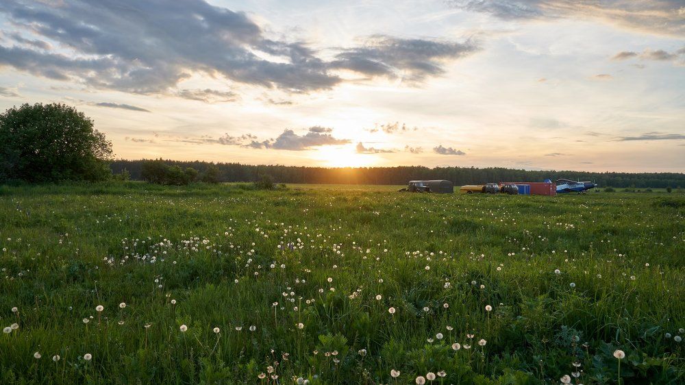 Поле одуванчиков
