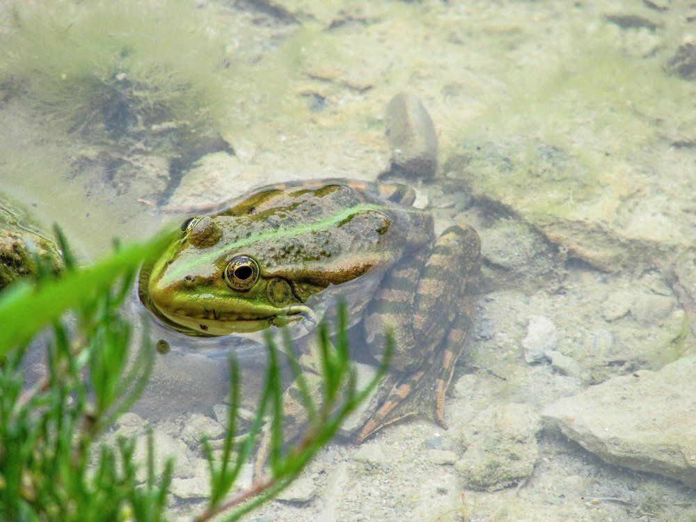 Прудовая лягушка