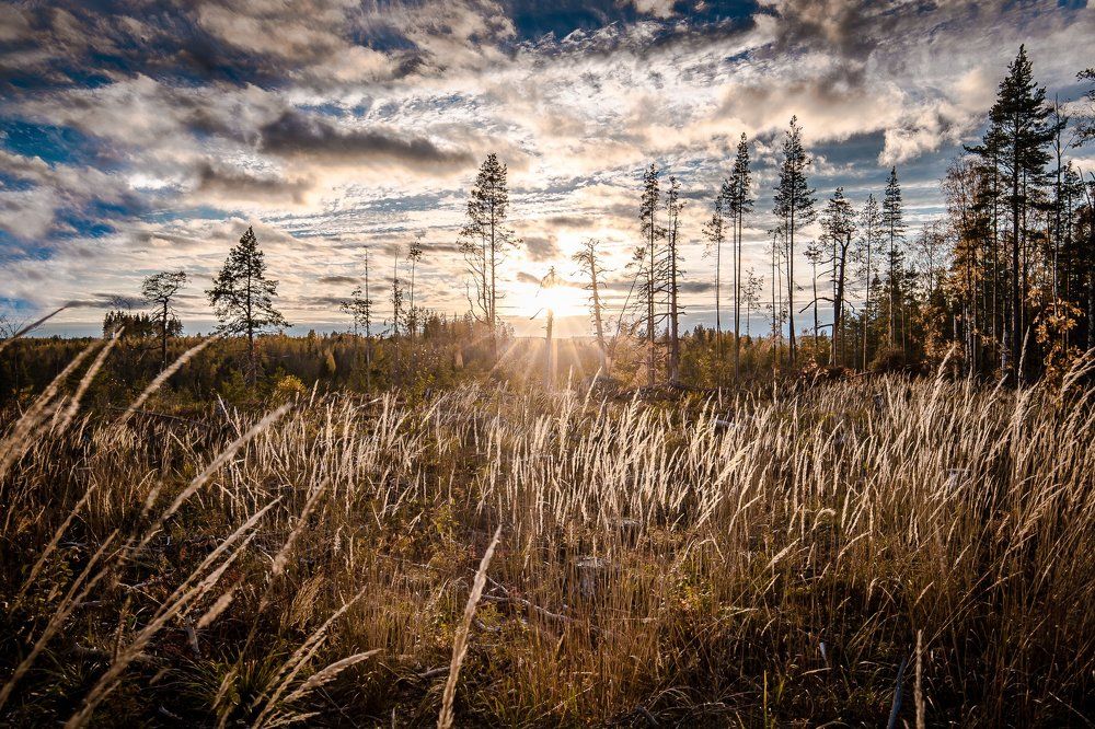 Sunset on the glade.