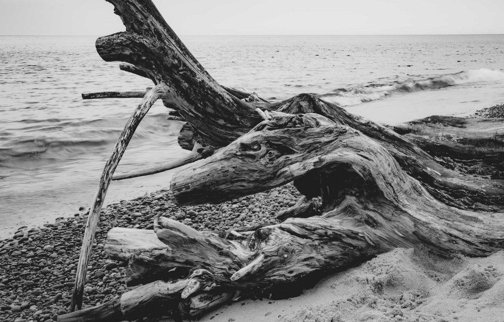 Морской дракон // Sea dragon