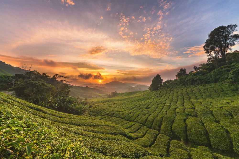 Чайные плантации в Малайзии