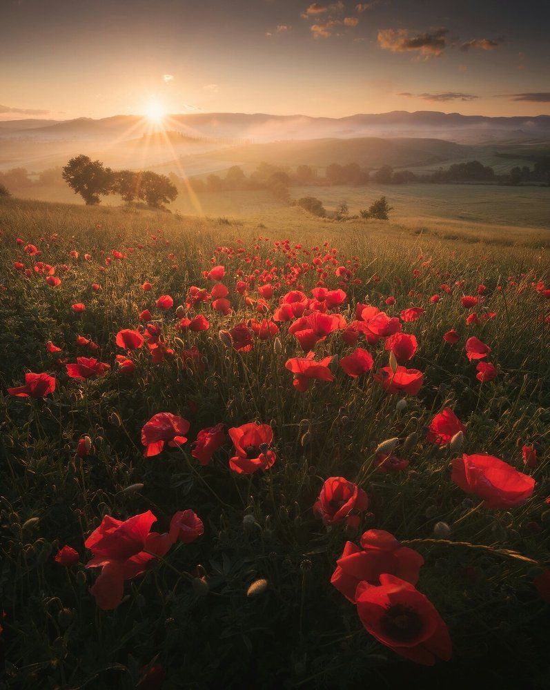 Маки Тосканы