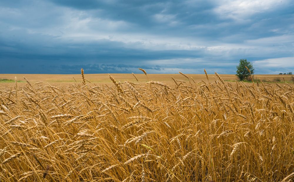 Русское поле
