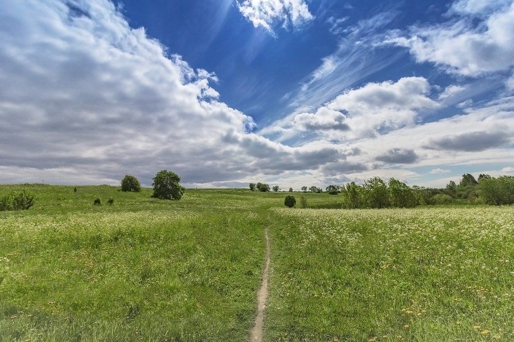 Поле, русское поле...