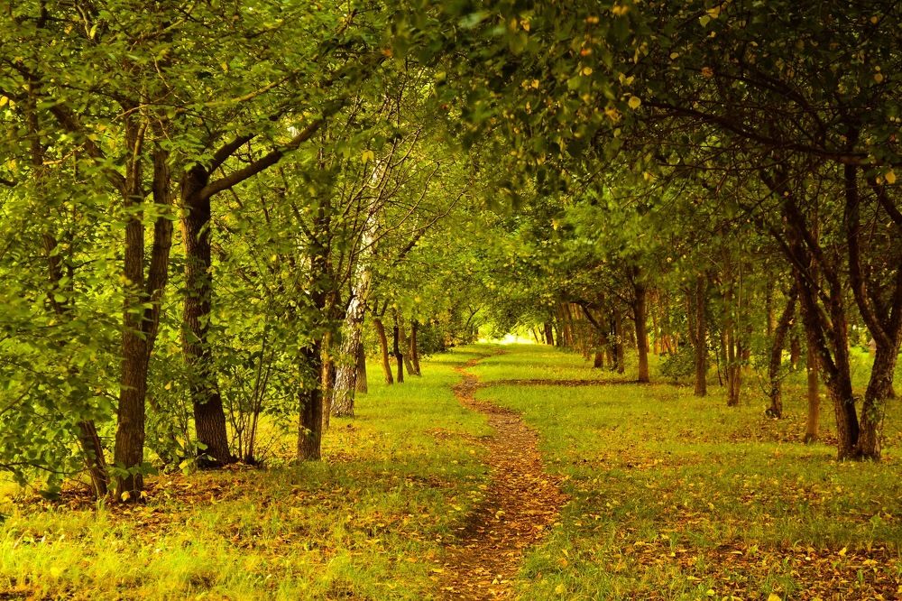 Зелёный коридор