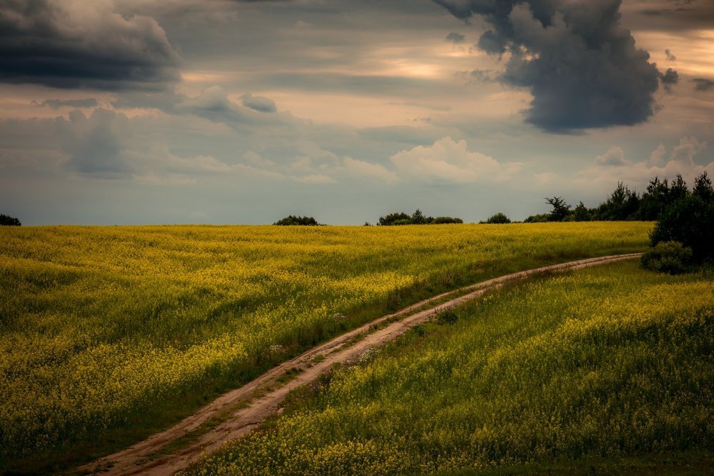 Дорога в желтом поле