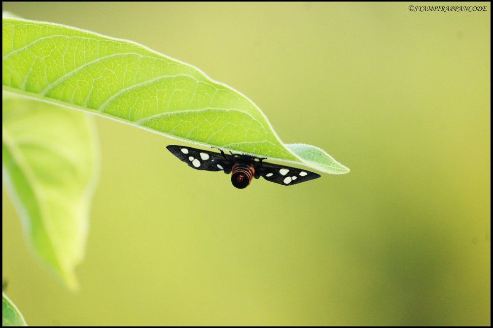 the beauty of the leaf