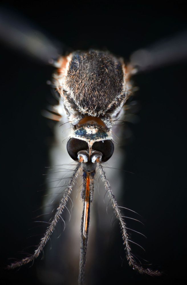 close look of a Mosquito