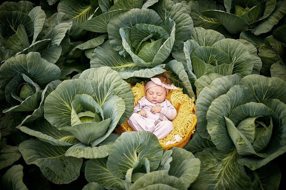 Мы нашли тебя в капусте)