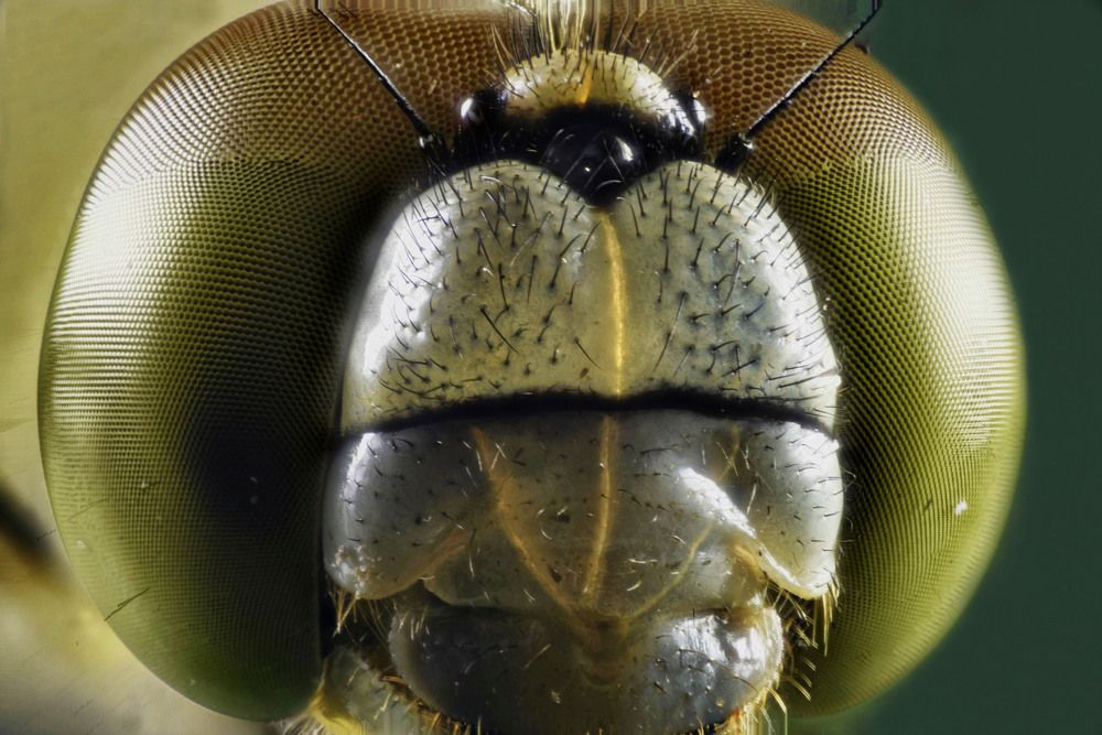Dragon fly eye