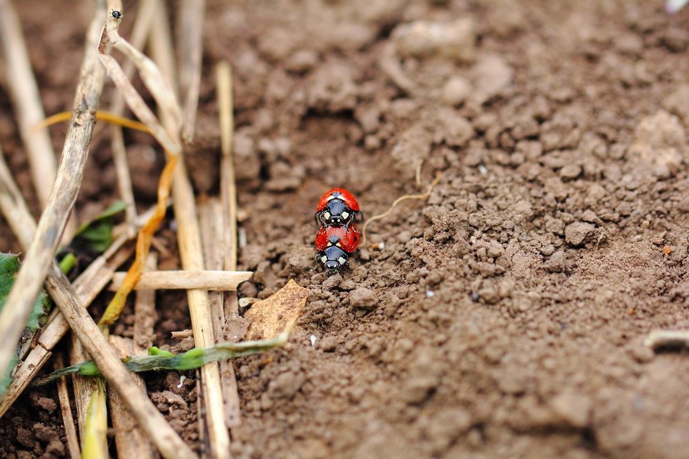 Микропастбище. Коровы и пастух...