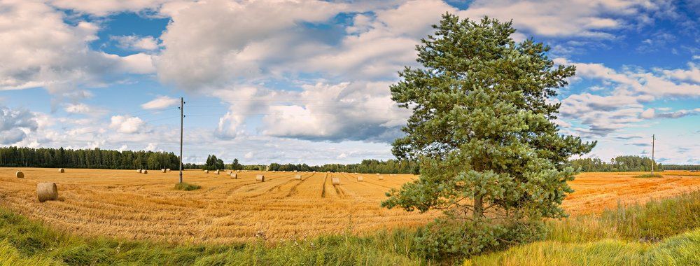 Panoramic view on harvested wheat field