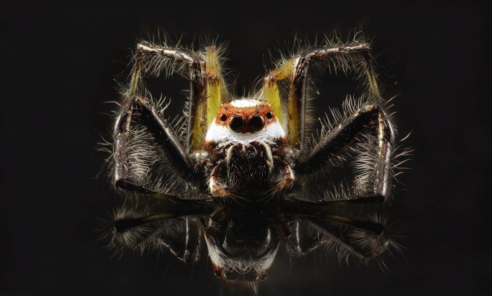 spider reflection