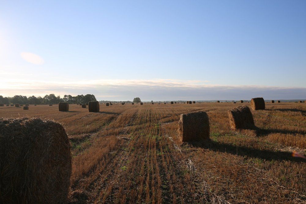 Сельский пейзаж