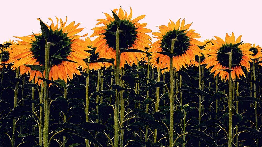 Зачарованные Солнцем