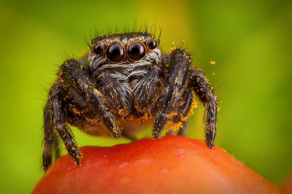 Счастливчик