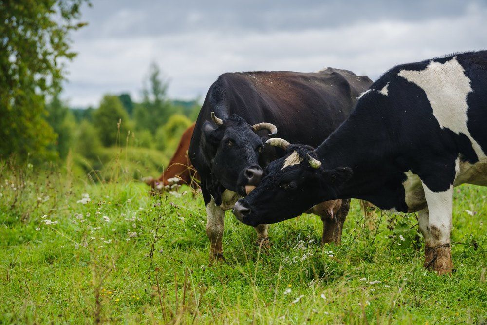 Коровья забота