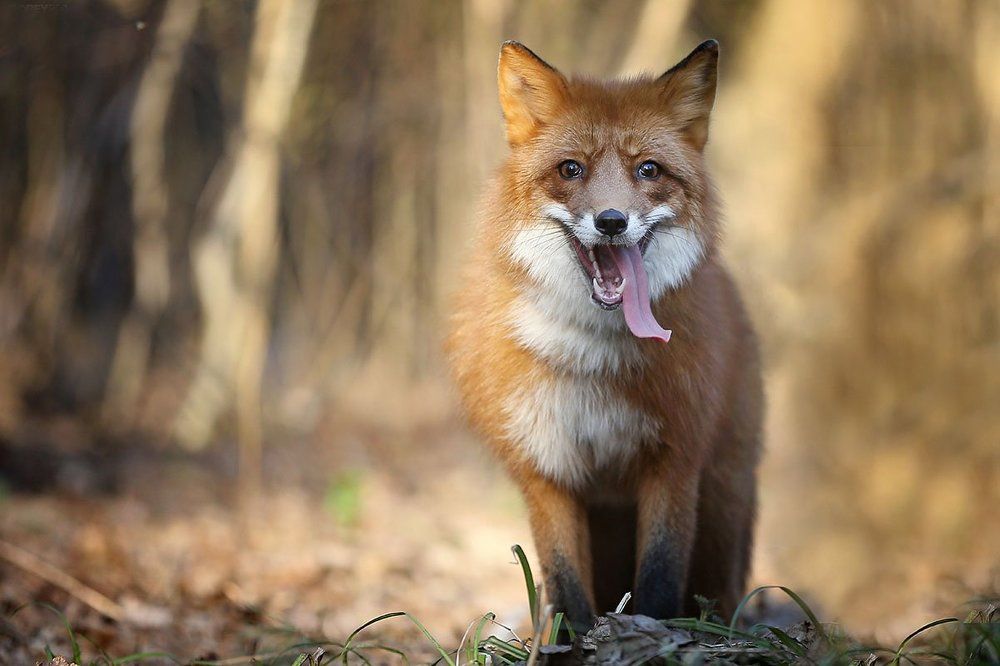 Photograph by Андрей Ершов