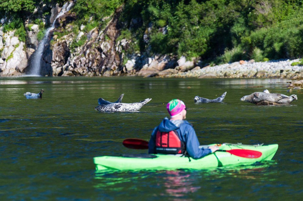 Нерпичий отдых