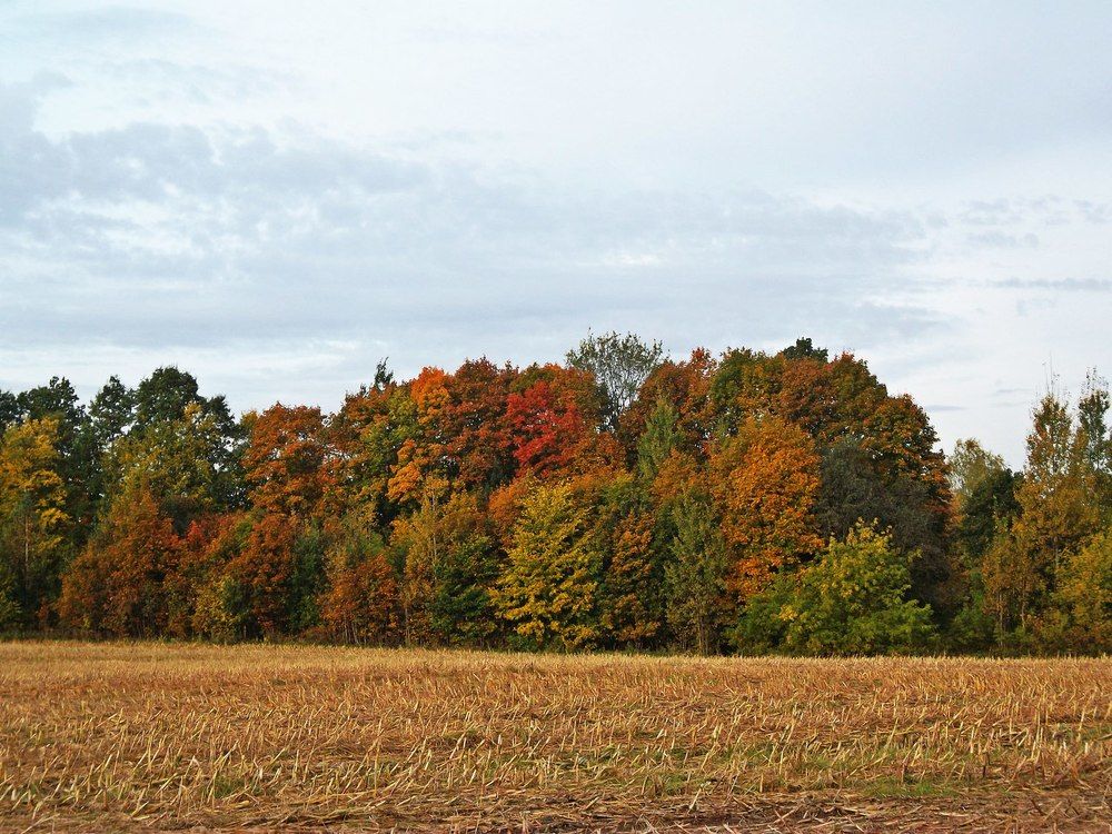 Осенние краски