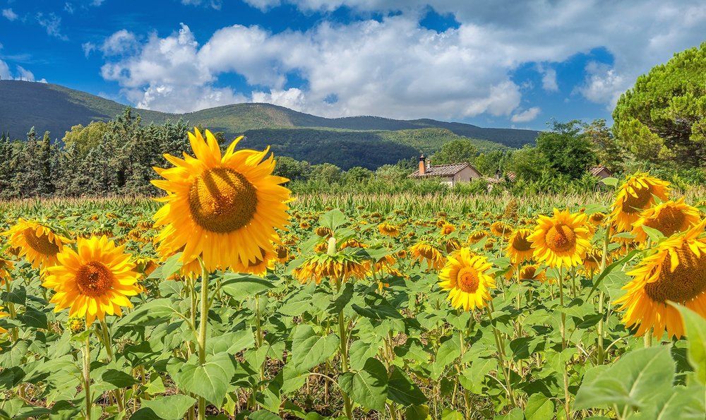 Цветы солнца...