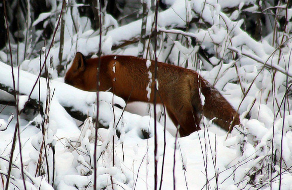 Лиса мышкует