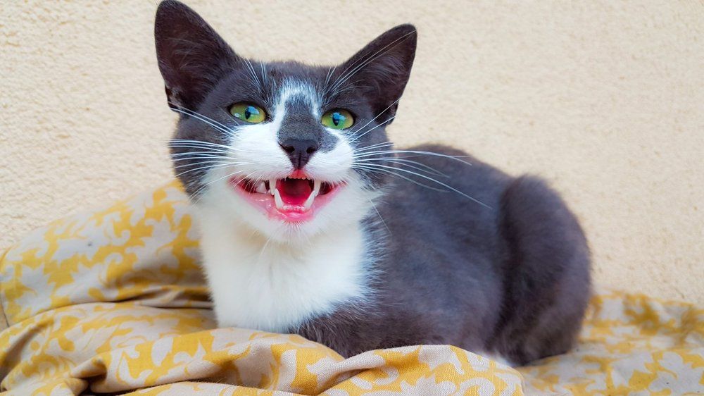 Котик