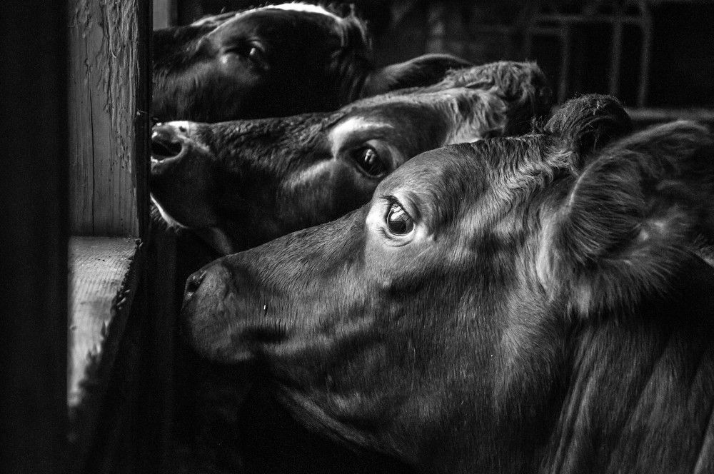 Cows