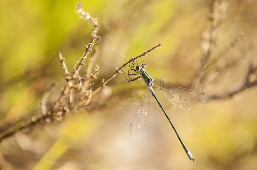 Dragonfly