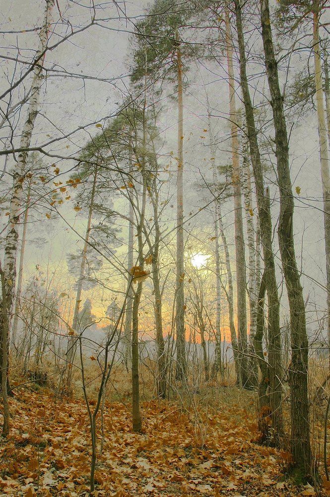 Кленовый закат.