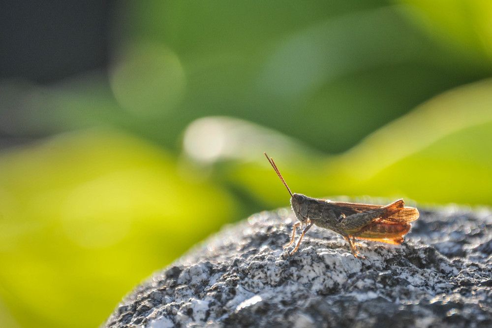 grasshopper