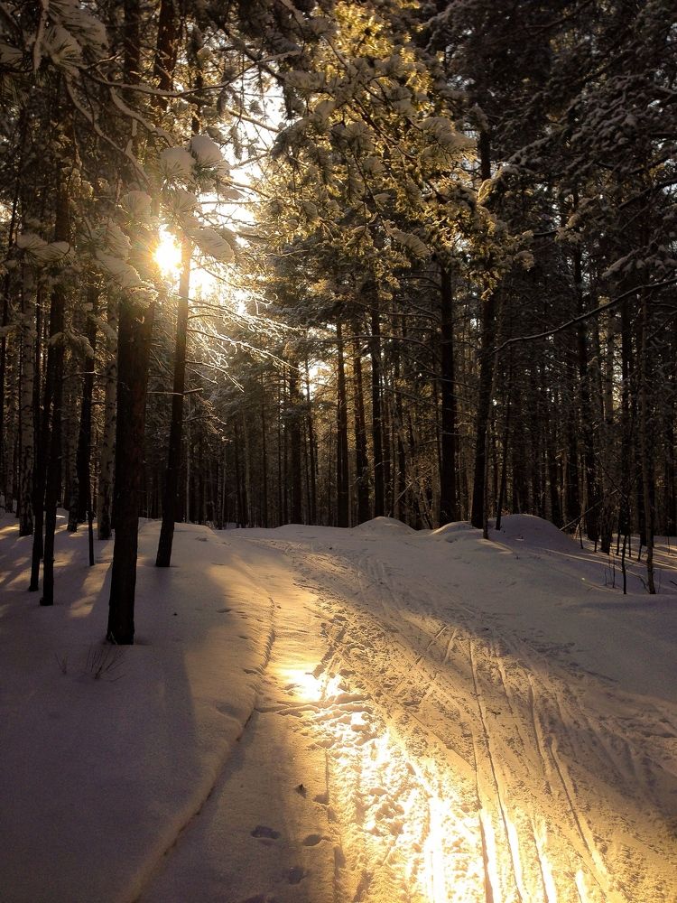 Лыжная тропа