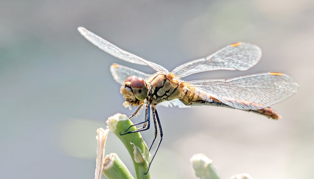 Photograph by Яэль (Юлия Ситохова)